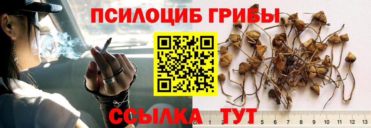 Абинск  Псилоцибиновые грибы Psilocybine cubensis  Вход с VPN 